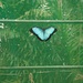 Morpho Schmetterling (leider in einem Schmetterlingspark, an einem anderen Ort haben wir sie auch frei gesehen)