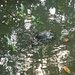Flussschildkröte