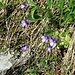 Pinguicula vulgaris L.<br />Lentibulariacea <br /><br />Erba unta comune.<br />Grassette commune.<br />Gemeines Fettblatt.
