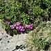 Primula hirsuta All.<br />Primulaceae<br /><br />Primula irsuta.<br />Primevère à gorge blanche.<br />Rote Felsen-Primel.