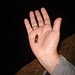 Klick-Beetle bei Nachtwanderung
