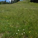 Die letzten Meter durch eine steile blühende Alpwiese, bevor unterhalb Beerenwiti den Bergweg erreichen