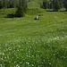 Lauchwies
