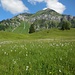 Lütispitz mit Wollgras