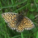 Und ein paar Schmetterlinge für die Galerie mit vielem Dank wieder an meine Schmetterlings-Profis:-) / E alcune farfalle per la galleria con ringraziamento ai miei professionisti della denomiazione delle farfalle:-)<br /><br />Randring-Perlmuttfalter, Boloria eunomia