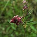 Sumpf-Blutauge, Potentilla palustris, steht auch auf der roten Liste! / molto protetta!