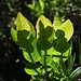 Leuchtende Blaubeerblätter / le foglie del mirtillo illuminate dal sole di sera