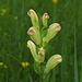 Das seltene, streng geschützte Karlszepter blüht wieder im Weidmoos / raro e severamente protetto: Pedicularis sceptrum-carolinum