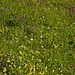 Wunderbare Blumenwiesen im Aufstieg zur Ugaalpe ab Damüls