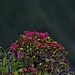 Prächtige Alpenrosen am Blühen