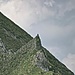 Steinadler am Posieren