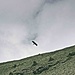 Der Steinadler ist wieder da