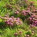Alpenrose / Almenrausch in voller Blüte