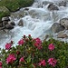 Alpenrosen und Schmelzwasser