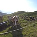 <b>Ore 7:40. Arrivo all'Alpe di Pontino (2058 m) ed ho la sorpresa di vedere le vacche già al pascolo.</b>