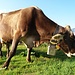 <b>Con l'olfatto, le vacche scelgono l'erba migliore. Se una boccata non fosse buona, verrebbe rigettata immediatamente.</b>