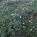 Blumenwiese im Claridenbödemli
