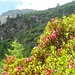 Salendo al Barba Ferrero, in un mare di rododendri proprio oggi in fiore.