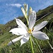 <b>Saint Bruno's Lily (Anthericum liliastrum).</b>