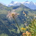 Fruit of the alpine pasqueflower (Alpen-Anemone, Pulsatilla alpina) - in the back Uri Rotstock et al.