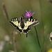 Swallowtail (Schwalbenschwanz, Papilio machaon) female?