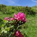 Der halbe Osthang ist voll schönster Alpenrosen