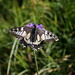 Swallowtail (Schwalbenschwanz, Papilio machaon) male?
