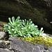 Saxifraga cotyledon - Sassifraga dei graniti, dopo la fioritura