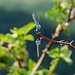 Paarung: oben die männliche (blau), unten die weibliche Libelle