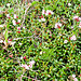 Zur Abwechslung Alpenazalee (Loiseleuria procumbens)
