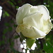 Rosa bianca.