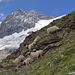 Schwartnasen-Schafe auf 2830 m