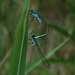 Paarung der Großen Pechlibelle, Ischnura elegans / accoppiamento
