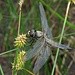 Vierfleck, Libellula quadrimaculata, Großlibelle / Libellula grande