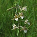 Blühte hier massenhaft: die Sumpf-Stendelwurz, Epipactis palustris, eine Orchidee / qui si ne sono trovate moltissime