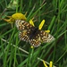 Melitaea athalia, Gemeiner Scheckenfalter; Wachtelweizen-Scheckenfalter, Flügeloberseite