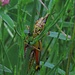 Ein geniales Tier: die Sumpfschrecke, Stethophyma grossum / animale stupendo 