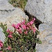 "Spring" flowers: Mountain Pride (Penstemon newberryi) [