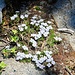 More "Spring flowers": Spreading Phlox (Phlox diffusa) 