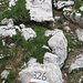 ..... hier auf einem Stein der Abzweig zum Monte Daino bezeichnet ist.