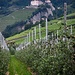 Apfelplantagen in Dorf Tirol. Im Hintergrund Schloss Tirol.
