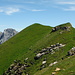 Siwellen - view back to the summit.