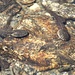 <b>Perfetto mimetismo dei girini di Rana temporaria nel Lago di Taneda inferiore.</b>