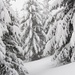 Winterwald und hüfttiefer Schnee.
