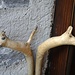 Un vecchio artigiano ha trasformato due rami in capriolo e cervo!<br />(Mercato di Aosta)