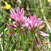 <b>Trifolium alpinum.</b>
