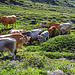 die saubersten Kühe der Schweiz zwischen den Alpenrosen 