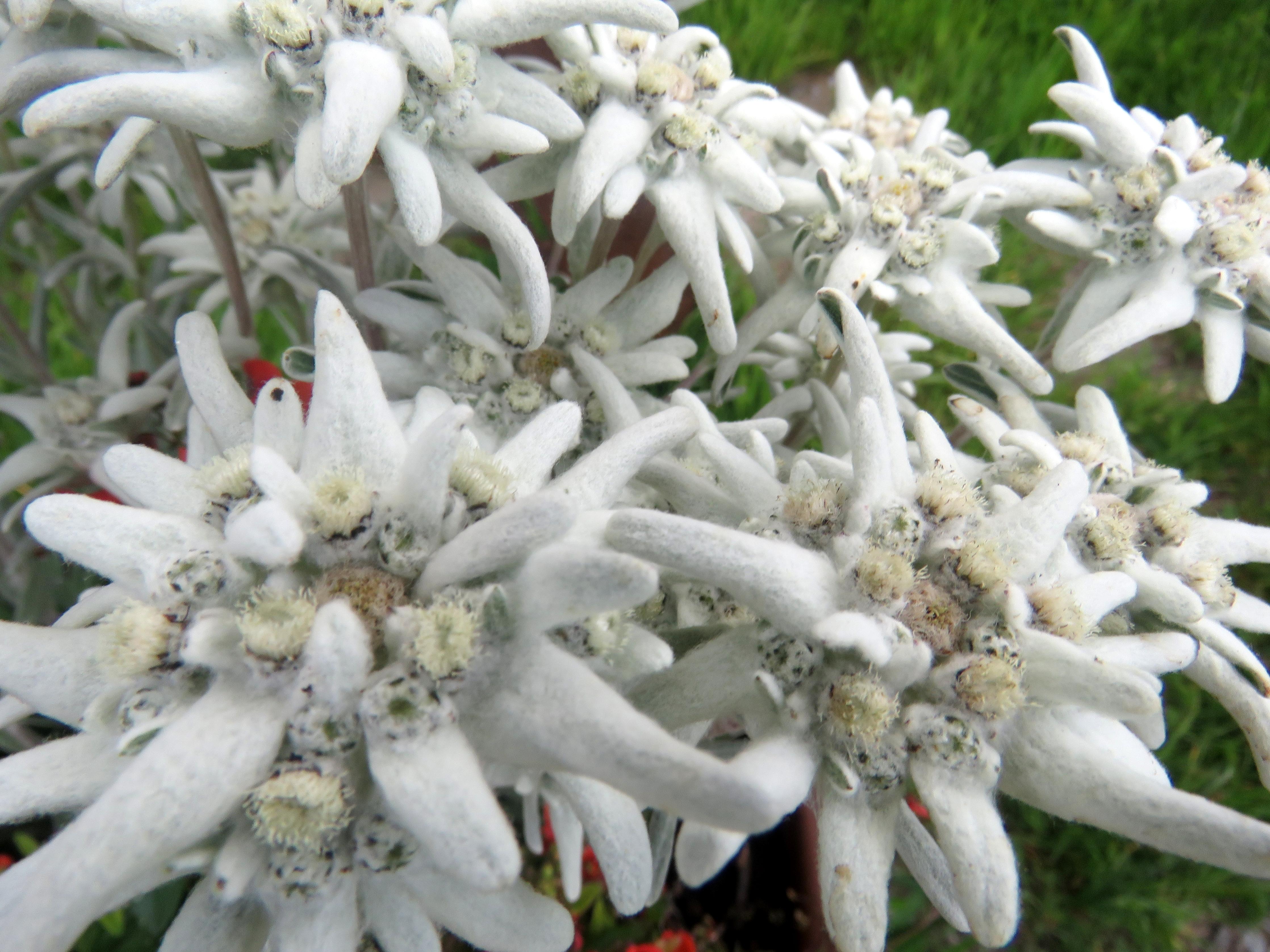 schöne Edelweiss diese sind aber tatsächlich...