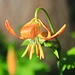 Lilium pardalinum, also known as the leopard lily or panther lily