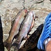 Catch of the day <br />... and the trail-runner shoes: yesterday's catch :-)